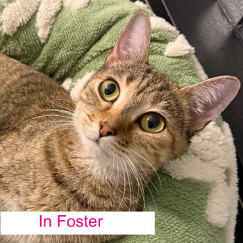 Rescue Domestic Short Hair Cats for Adoption in Chapel Hill, North Carolina - Cashmere | PetCurious