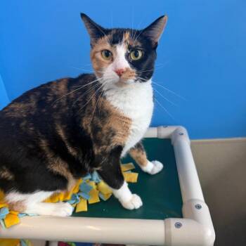 Gisele -  Domestic Short Hair Cat for Adoption in Mankato, Minnesota - Gisele | PetCurious