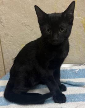 Shadow -  Domestic Short Hair Cat for Adoption in Honolulu, Hawaii - Shadow | PetCurious