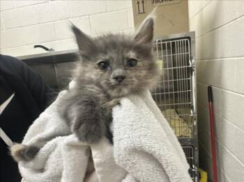 PIPPA -  Domestic Short Hair Cat for Adoption in Santa Fe, New Mexico - PIPPA | PetCurious