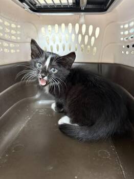 BETHANY -  Domestic Short Hair Cat for Adoption in Minneapolis, Minnesota - BETHANY | PetCurious