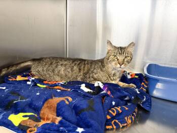 Domestic Short Hair Cats Available for Adoption - Crumb Pie | PetCurious