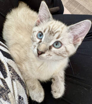 Rescue Siamese and Domestic Short Hair Cats for Adoption in Encinitas, California - Custard | PetCurious