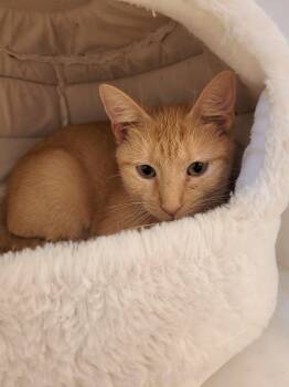 Rescue Domestic Short Hair Cats for Adoption in Murfreesboro, Tennessee - Rigley | PetCurious