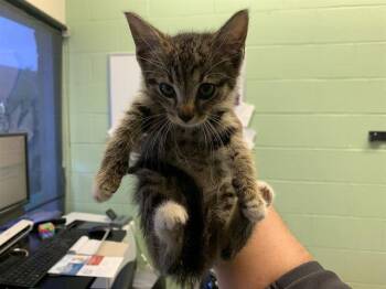 Rescue Domestic Short Hair Cats for Adoption in Grand Prairie, Texas - SYLVIA | PetCurious