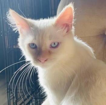 (CP) Sky -  Siamese and Domestic Medium Hair Cat for Adoption in North Highlands, California - (CP) Sky | PetCurious