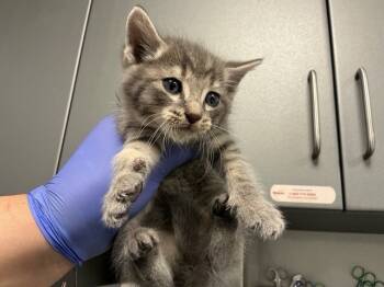 Rescue Domestic Short Hair Cats for Adoption in Ontario, California - NEEDS A FOSTER | PetCurious