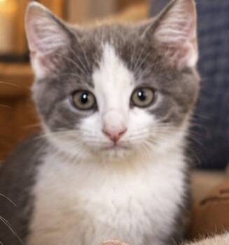 Frosty -  Domestic Short Hair Cat for Adoption in Sistersville, West Virginia - Frosty | PetCurious