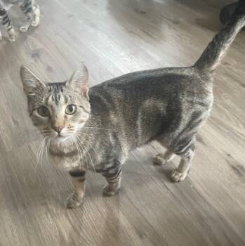 Rescue Domestic Short Hair Cats for Adoption in Shawnee, Kansas - Sunny | PetCurious