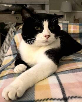 Rescue Domestic Short Hair Cats for Adoption in Pittsburgh, Pennsylvania - Trooper | PetCurious