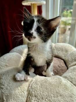 Yubi -  Domestic Short Hair Cat for Adoption in Bethel, Ohio - Yubi | PetCurious