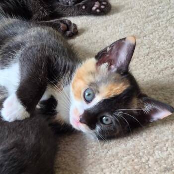 Kia -  Domestic Short Hair Cat for Adoption in Fairfax, Virginia - Kia | PetCurious