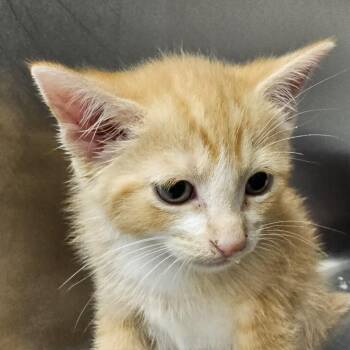 Domestic Short Hair Cats Available for Adoption in Martinsville, Virginia - Hiccup | PetCurious