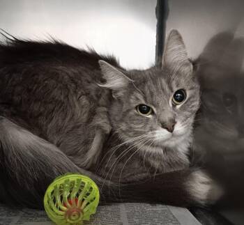 Domestic Short Hair Cats Available for Adoption - Tress | PetCurious