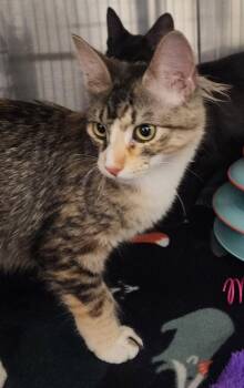 Domestic Medium Hair Cats Available for Adoption - Bolyn | PetCurious