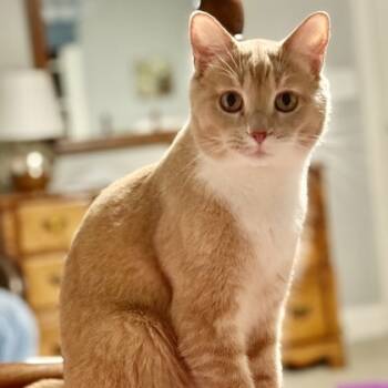 Rescue Domestic Short Hair Cats for Adoption in Atlanta, Georgia - Mr. Handsome | PetCurious