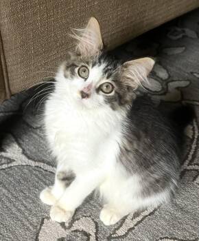 Renegade -  Domestic Medium Hair and Tabby Cat for Adoption in Anderson, South Carolina - Renegade | PetCurious