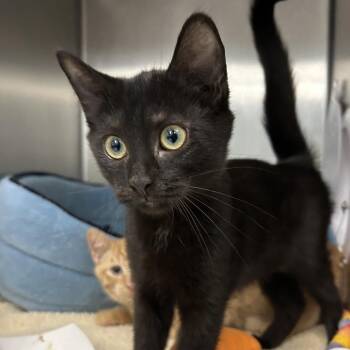 Storm -  Domestic Short Hair Cat for Adoption in Marshall, Virginia - Storm | PetCurious