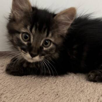 Jeff Block -  Domestic Medium Hair and Tabby Cat for Adoption in Morrison, Colorado - Jeff Block | PetCurious