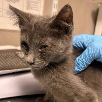 Chestnut -  Domestic Short Hair Cat for Adoption in Yuma, Arizona - Chestnut | PetCurious