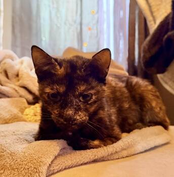 Momma -  Domestic Short Hair Cat for Adoption in Dyersburg, Tennessee - Momma | PetCurious
