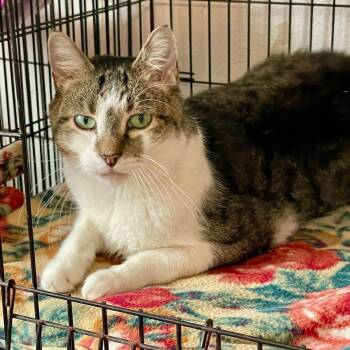 Rescue Domestic Short Hair Cats for Adoption in Lacon, Illinois - Manny | PetCurious