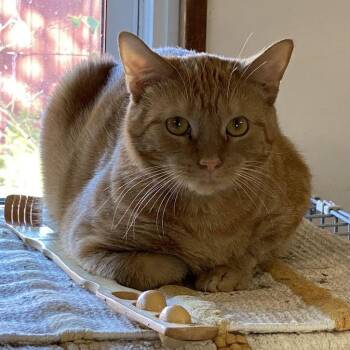 Redmond -  Domestic Short Hair Cat Available for Adoption in Berkeley Springs, West Virginia - Redmond | PetCurious