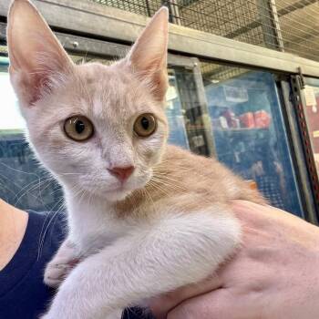 Lighthouse -  Domestic Short Hair Cat for Adoption in Austin, Texas - Lighthouse | PetCurious