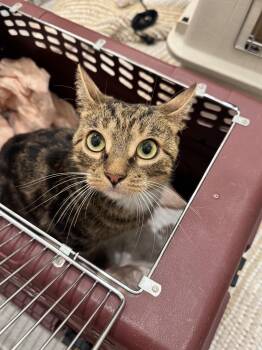 Primrose (foster needed) -  Domestic Short Hair and Tabby Cat for Adoption in New York, New York - Primrose (foster Needed) | PetCurious