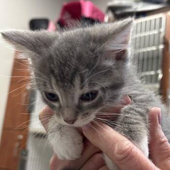 Domestic Short Hair Cats Available for Adoption in Hannibal, Missouri - Greyson | PetCurious