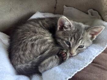 Smokey -  Domestic Medium Hair and Domestic Short Hair Cat for Adoption in Westland, Michigan - Smokey | PetCurious