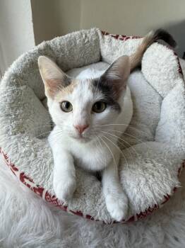 Eevee -  Calico and Domestic Short Hair Cat for Adoption in Dallas, Texas - Eevee | PetCurious
