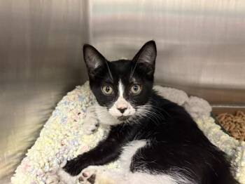 PRISTINE -  Domestic Short Hair Cat for Adoption in Ontario, California - PRISTINE | PetCurious