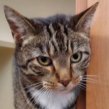 Domestic Short Hair Cats Available for Adoption in Dayton, Ohio - Leo | PetCurious