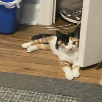 Carly (paired with a sibling) -  Domestic Short Hair Cat for Adoption in Reisterstown, Maryland - Carly (paired With A Sibling) | PetCurious