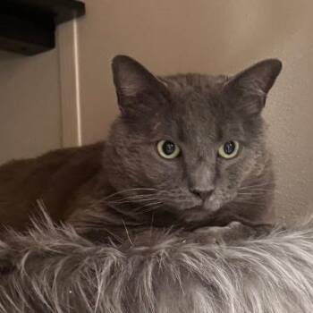 Jauncey -  Domestic Short Hair Cat for Adoption in Lakewood, Colorado - Jauncey | PetCurious