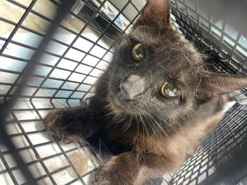 Domestic Short Hair Cats Available for Adoption in Morgantown, Kentucky - Abbott Cat 14 (Black Mom) | PetCurious