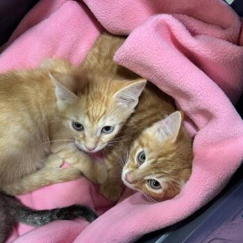 Farmer Tom -  Domestic Short Hair Cat Available for Adoption in Temecula, California - Farmer Tom | PetCurious