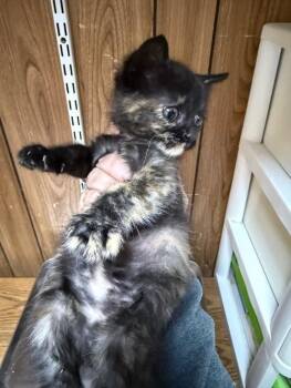 Cat 27623 (Tortellini) -  Tortoiseshell Cat for Adoption in Parlier, California - Cat 27623 (Tortellini) | PetCurious