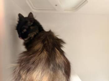 Domestic Long Hair Cats Available for Adoption - **Cat Cafe** Jinx | PetCurious