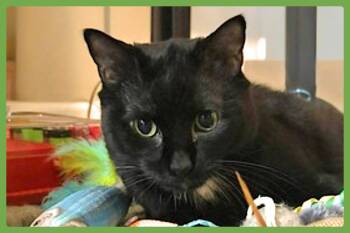 Madam -  Domestic Short Hair Cat for Adoption in Amherst, Massachusetts - Madam | PetCurious