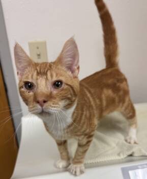 Rescue Domestic Short Hair Cats for Adoption in Eugene, Oregon - Dashboard | PetCurious