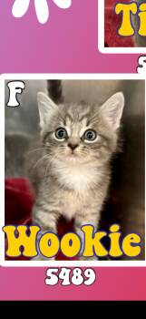 Wookie -  American Shorthair Cat for Adoption in Marvin, North Carolina - Wookie | PetCurious
