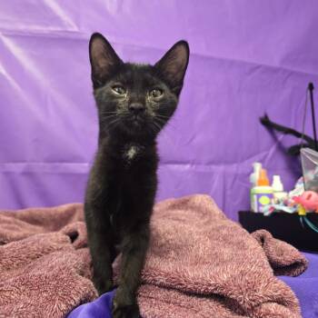 Anjel -  Domestic Short Hair Cat for Adoption in North Myrtle Beach, South Carolina - Anjel | PetCurious