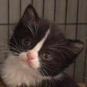 Domestic Short Hair Cats Available for Adoption in Midland, Texas - FWT Romeo | PetCurious