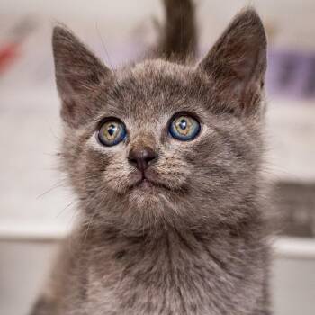 Domestic Short Hair Cats Available for Adoption in Hattiesburg, Mississippi - Catterson | PetCurious