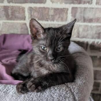 Domestic Short Hair Cats Available for Adoption in Chico, California - KAEL | PetCurious