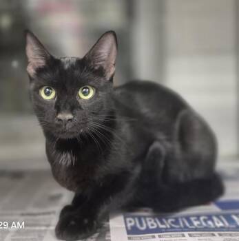CATALINA ELIZABETH -  Domestic Short Hair Cat for Adoption in San Antonio, Texas - CATALINA ELIZABETH | PetCurious