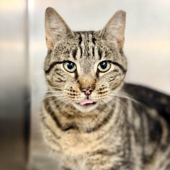 Tayla -  Domestic Short Hair Cat for Adoption in Jackson Township, New Jersey - Tayla | PetCurious
