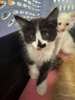 *LILY -  Domestic Medium Hair Cat for Adoption in Woodland, California - *LILY | PetCurious
